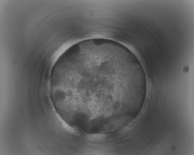 X0000112431294200908281853
