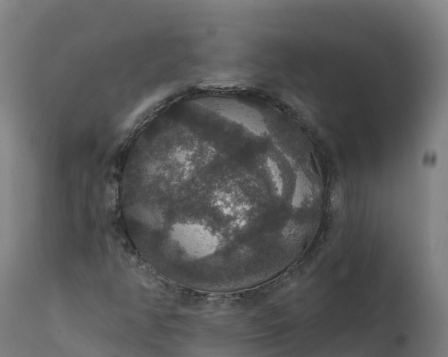 X0000112431350200908281852