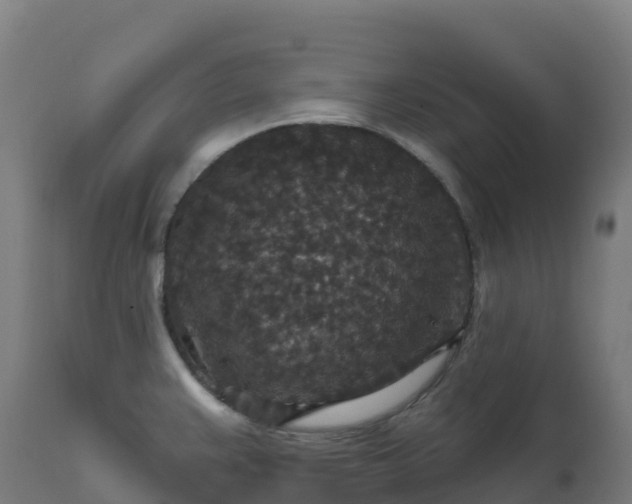 X0000112431383200908281851