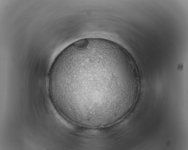 X0000112431517200908281850