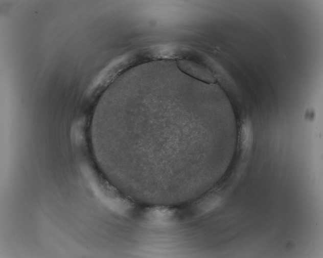 X0000112430217200909041443
