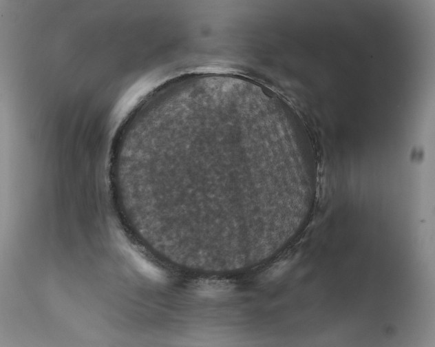 X0000112430296200909041442