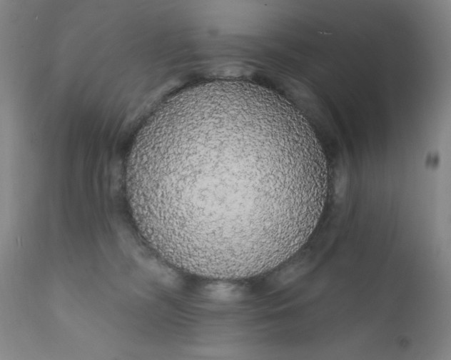 X0000112430326200909041442