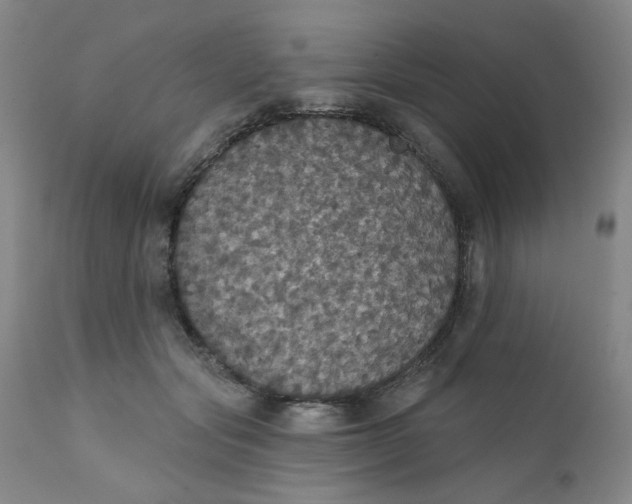 X0000112430557200909041439