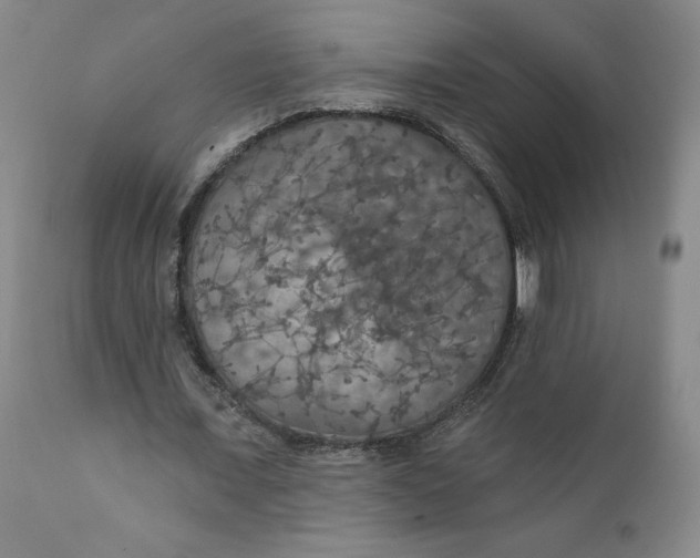 X0000112430675200909041437