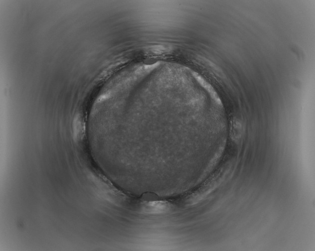 X0000112430324200909111035