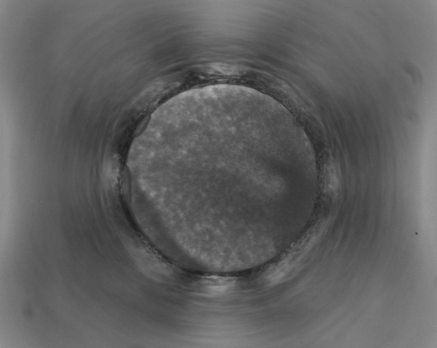 X0000112430328200909111035