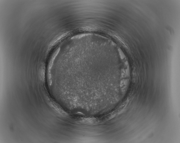 X0000112430446200909111033