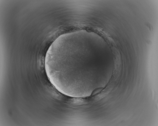 X0000112430528200909111032