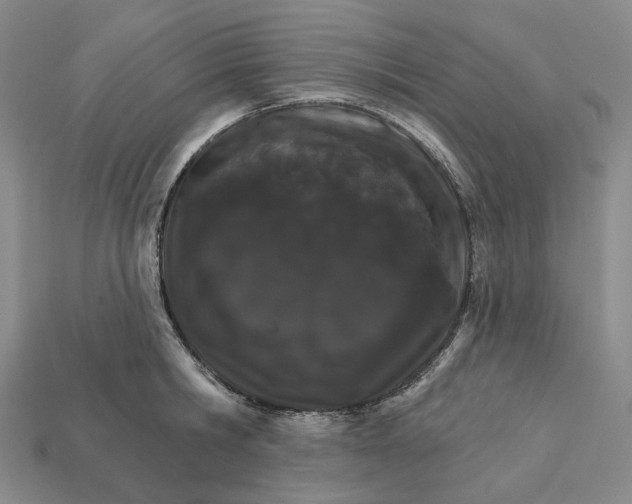 X0000112430806200909111029