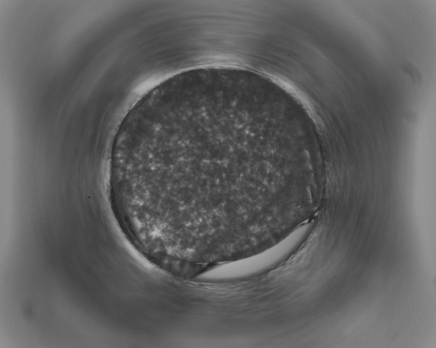 X0000112431383200909111021