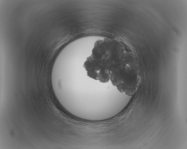 X0000112430024200909251546