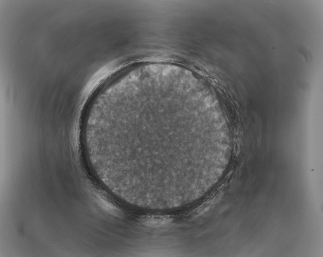 X0000112430296200909251542