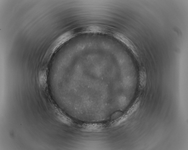 X0000112430826200909251534