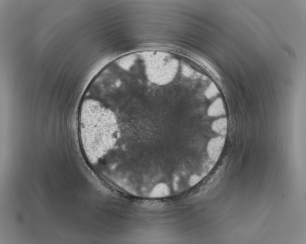 X0000112430907200909251534