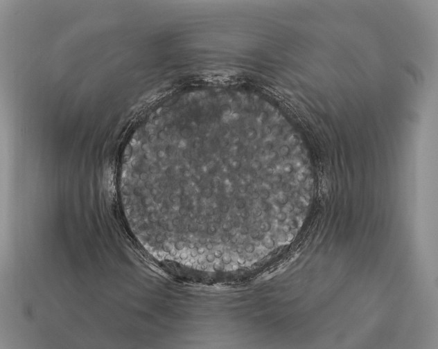X0000112431106200909251531