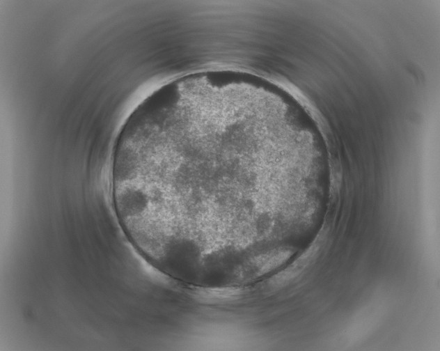 X0000112431294200909251529