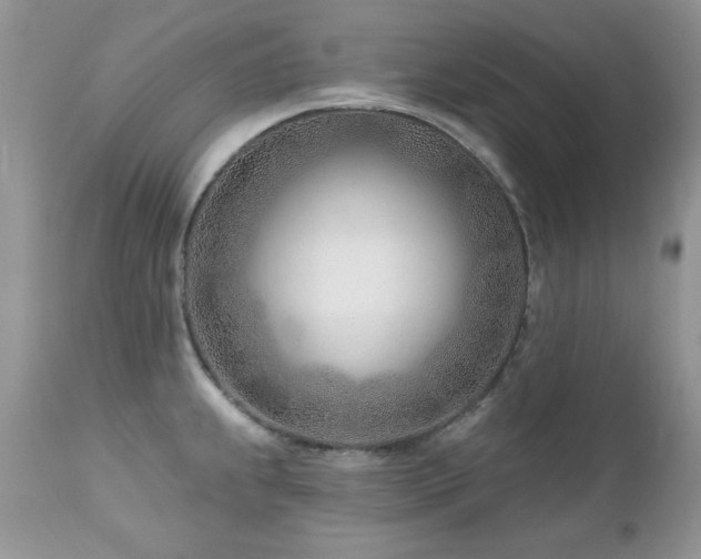 X0000112461239200908171155