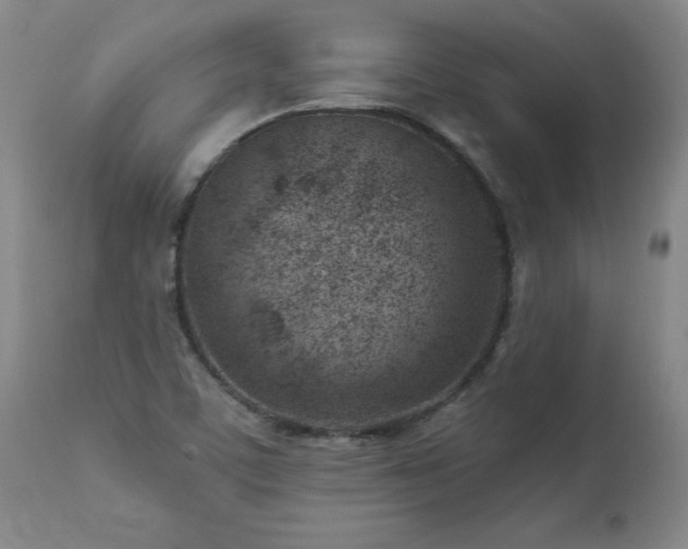 X0000112461459200908241246