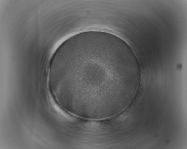 X0000112461515200908241245