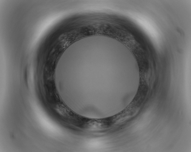 X0000112460526200908311332