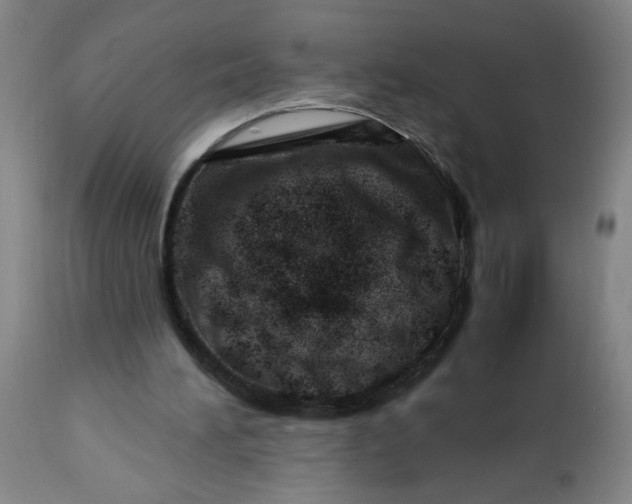 X0000112460196200909071118