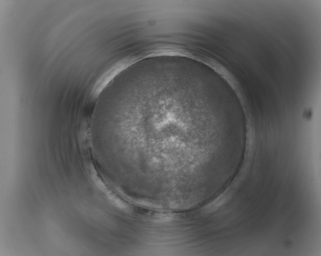 X0000112461385200909071100