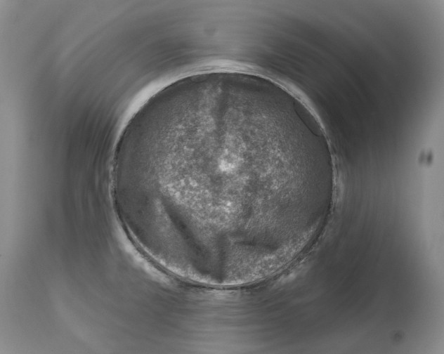 X0000112461381200909281009