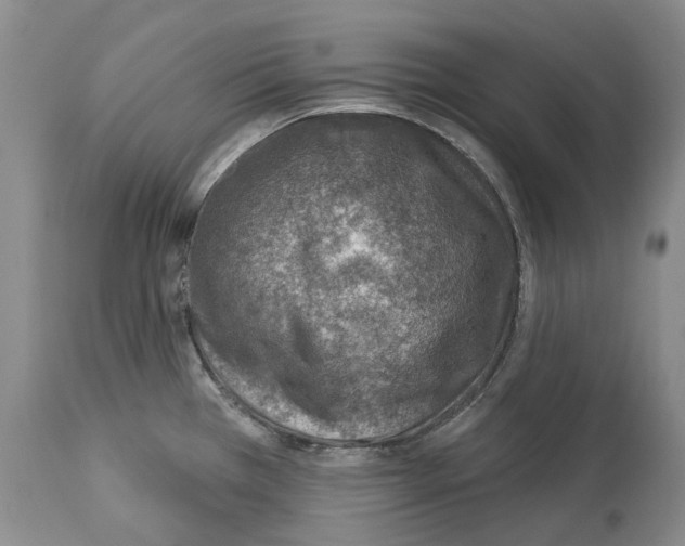 X0000112461385200909281009