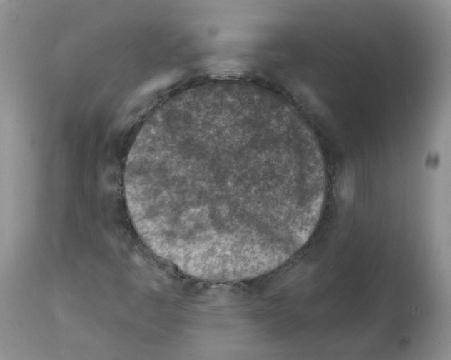 X0000112461445200909281008