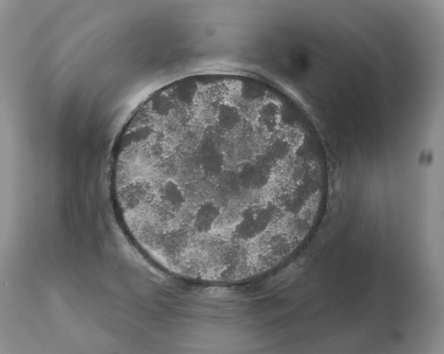 X0000112461463200909281008