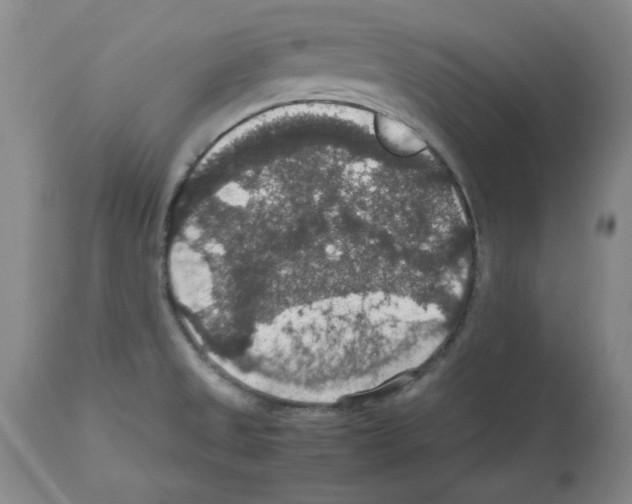 X0000112471525200909281033