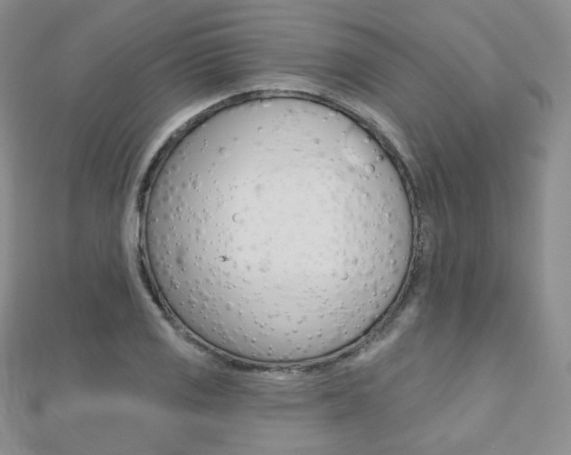 X0000112481125200908171006