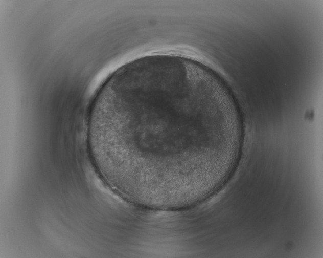 X0000112481506200909071144