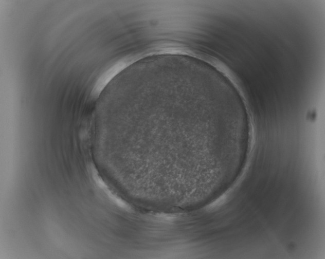 X0000112481385200909281059