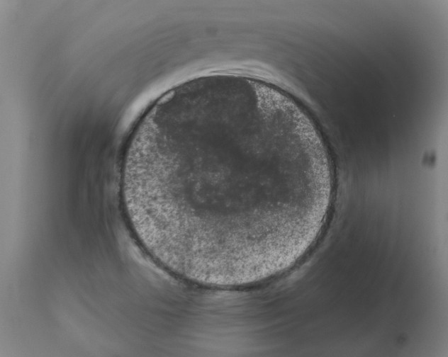 X0000112481506200909281057