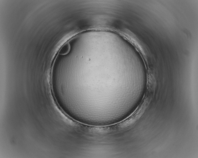 X0000112500855200908171308