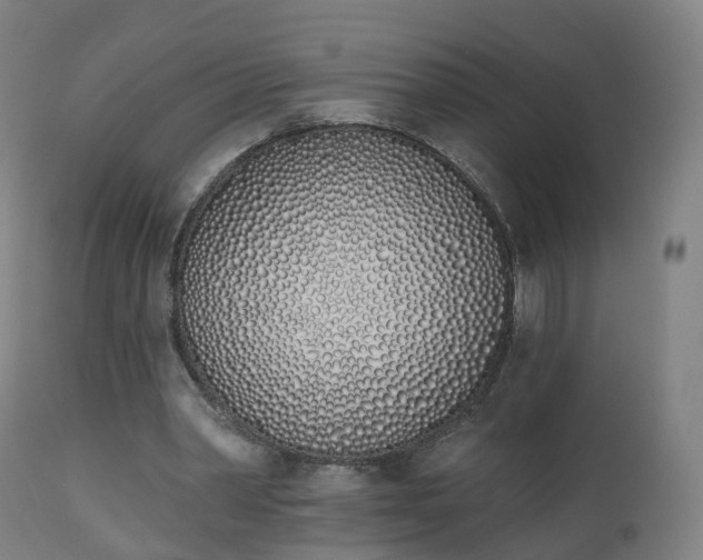 X0000112500390200908241354