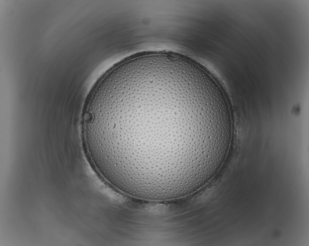 X0000112500943200908241346