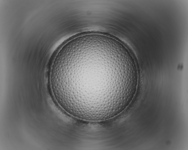 X0000112500983200908241345