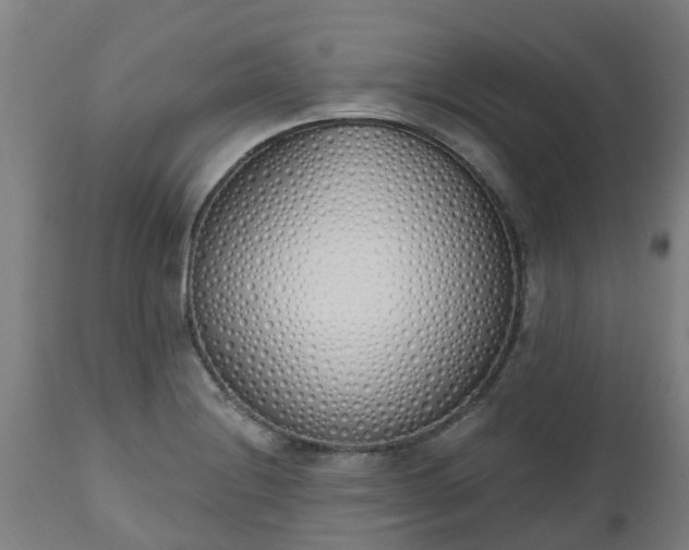 X0000112501228200908241342