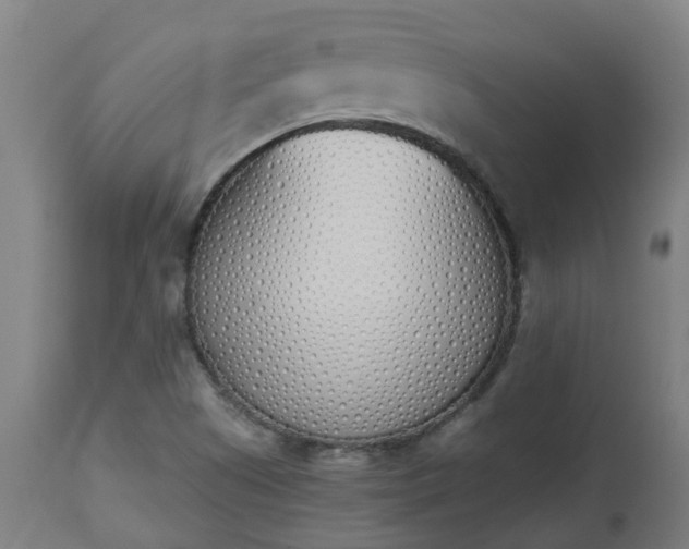 X0000112501505200908241337