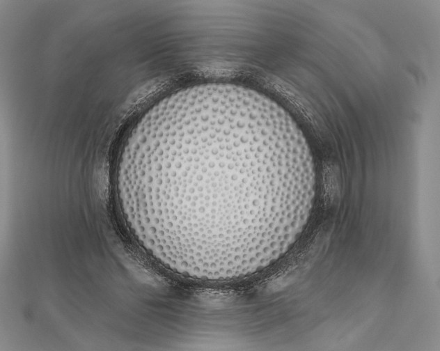 X0000112500494200908311455