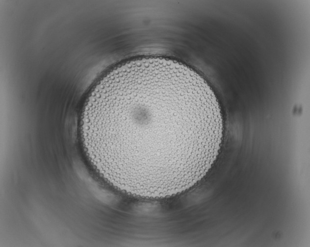 X0000112500110200909071254