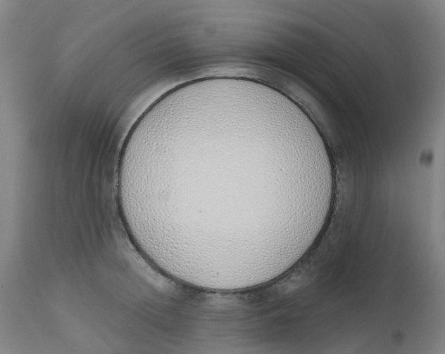 X0000112500852200909071243