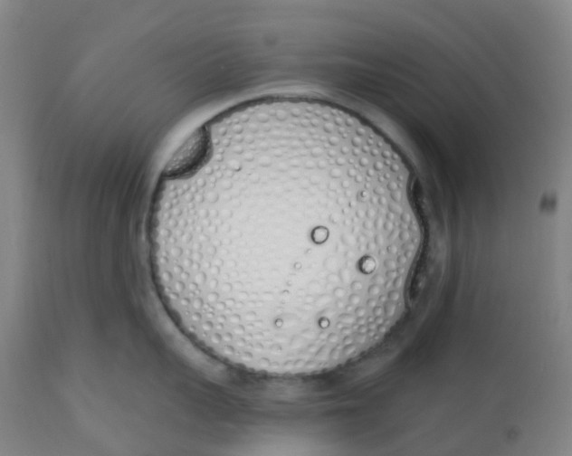 X0000112500959200909071242