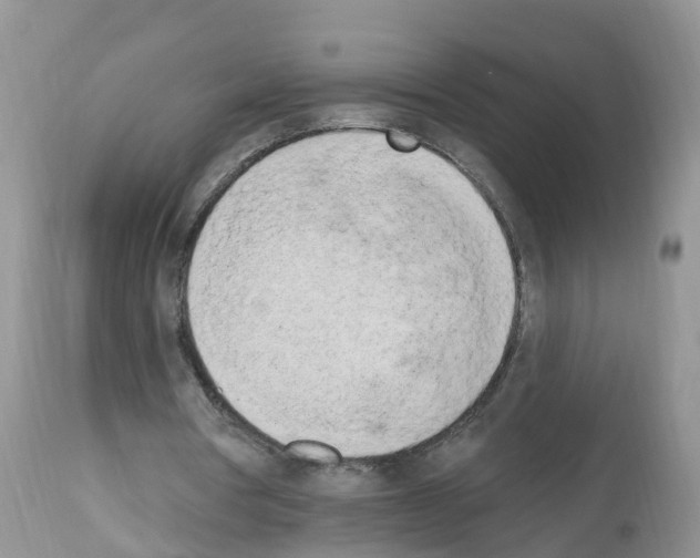 X0000112500386200909281202