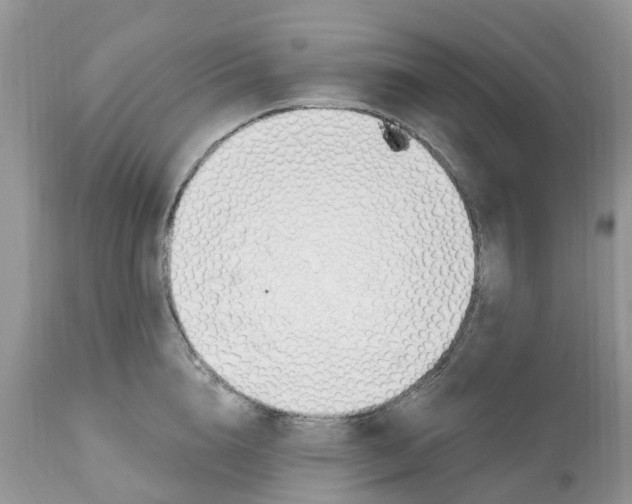 X0000112500856200909281155