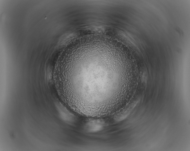 X0000112510185200908171341