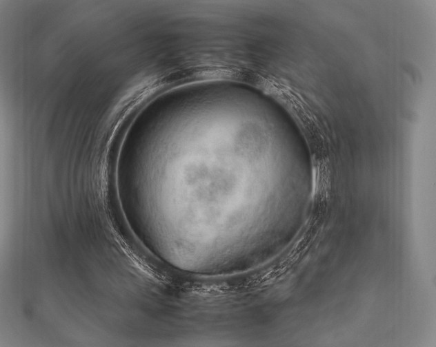 X0000112510243200908171339